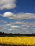 Wolken über Rapsfeld