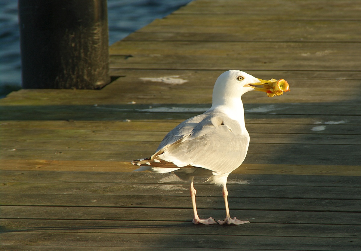 Möwe