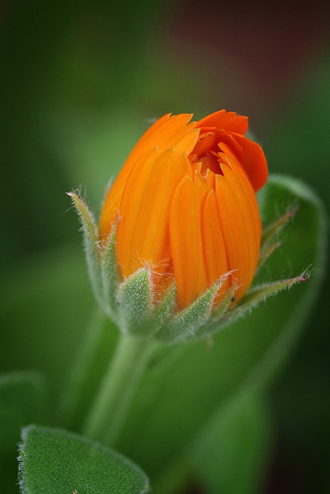 Calendula