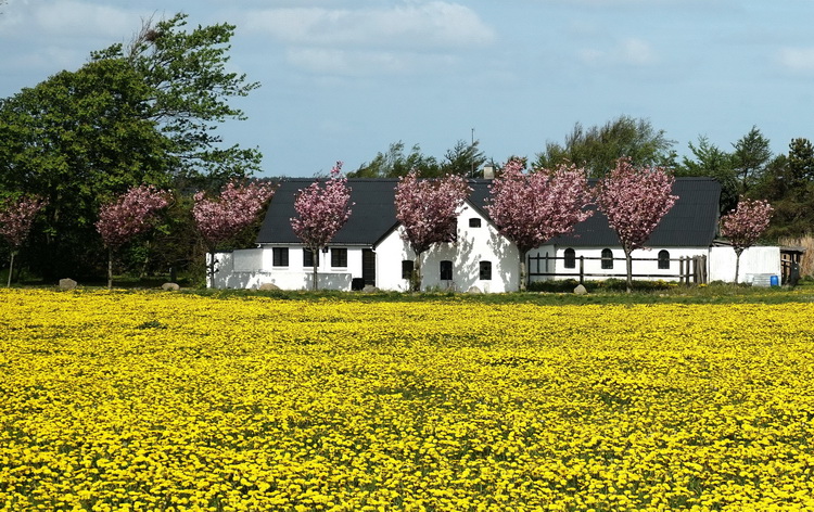 Frühling am Limfjord