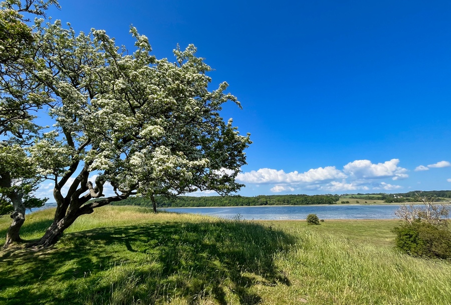 Sommar ved havet