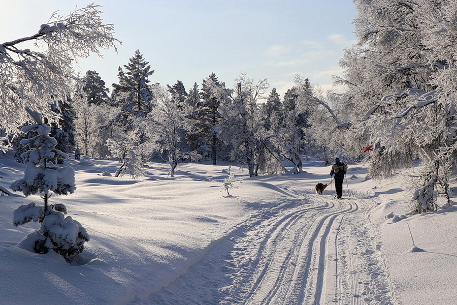 Winterwald