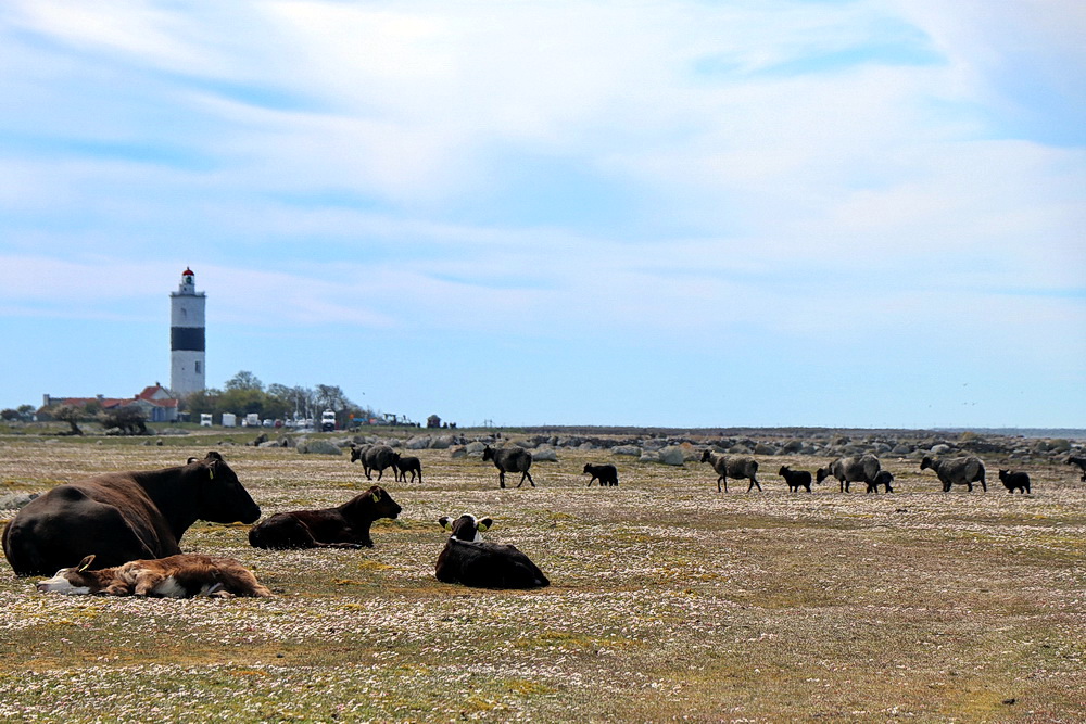 "Långe Jan" auf Öland