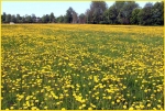 Im Frühling Bildgröße ändern.jpg