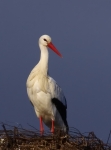 Storch