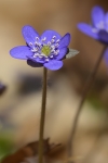 Das Leberblümchen ...