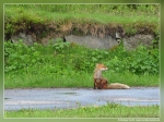 Rotfuchs (Vulpes vulpes)