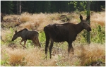 Elchkuh mit Kalb