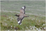 Skua