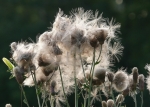 Distel mit Hüpfer