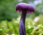violetter Lacktrichterling