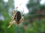 Spinne am dünnen Faden