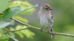 Buchfink Jungvogel