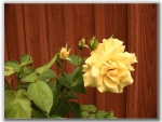 Gelbe Rose  ...