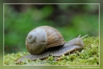 Weinbergschnecke ...