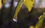 Tropfen im Abendlicht