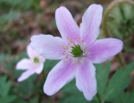 Anemone im April