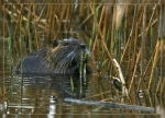 Nutria